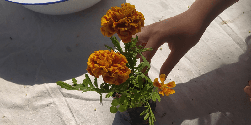 Brincar de Florescer